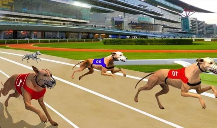 game nhanh Đua Chó tại Zik88