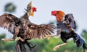đá gà Sabong tại Zik88